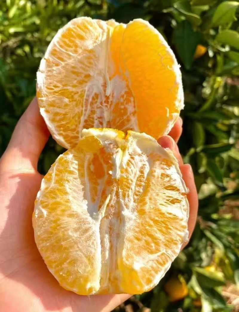 赣南脐橙