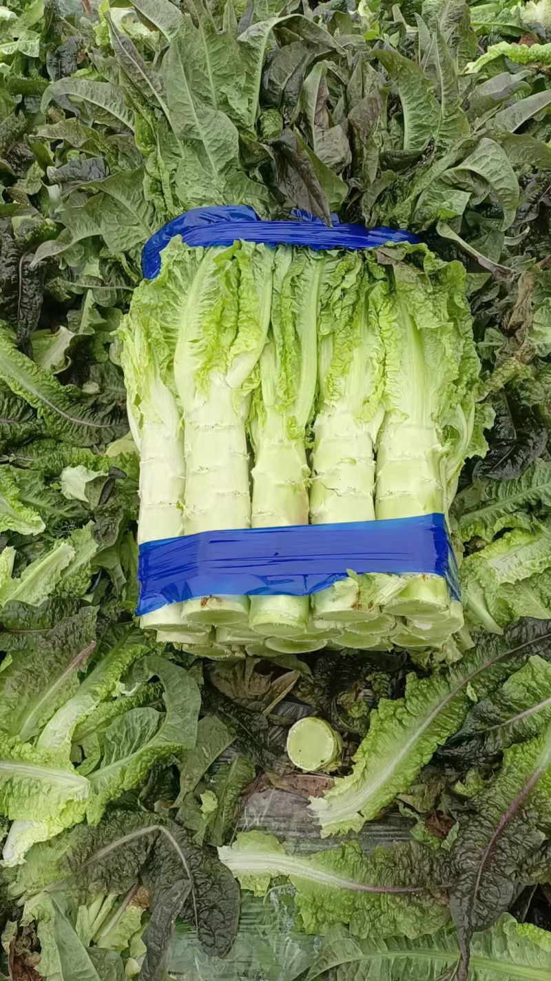 精品红叶莴笋大量有货。