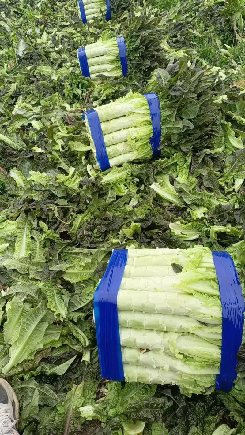 精品红叶莴笋大量有货。