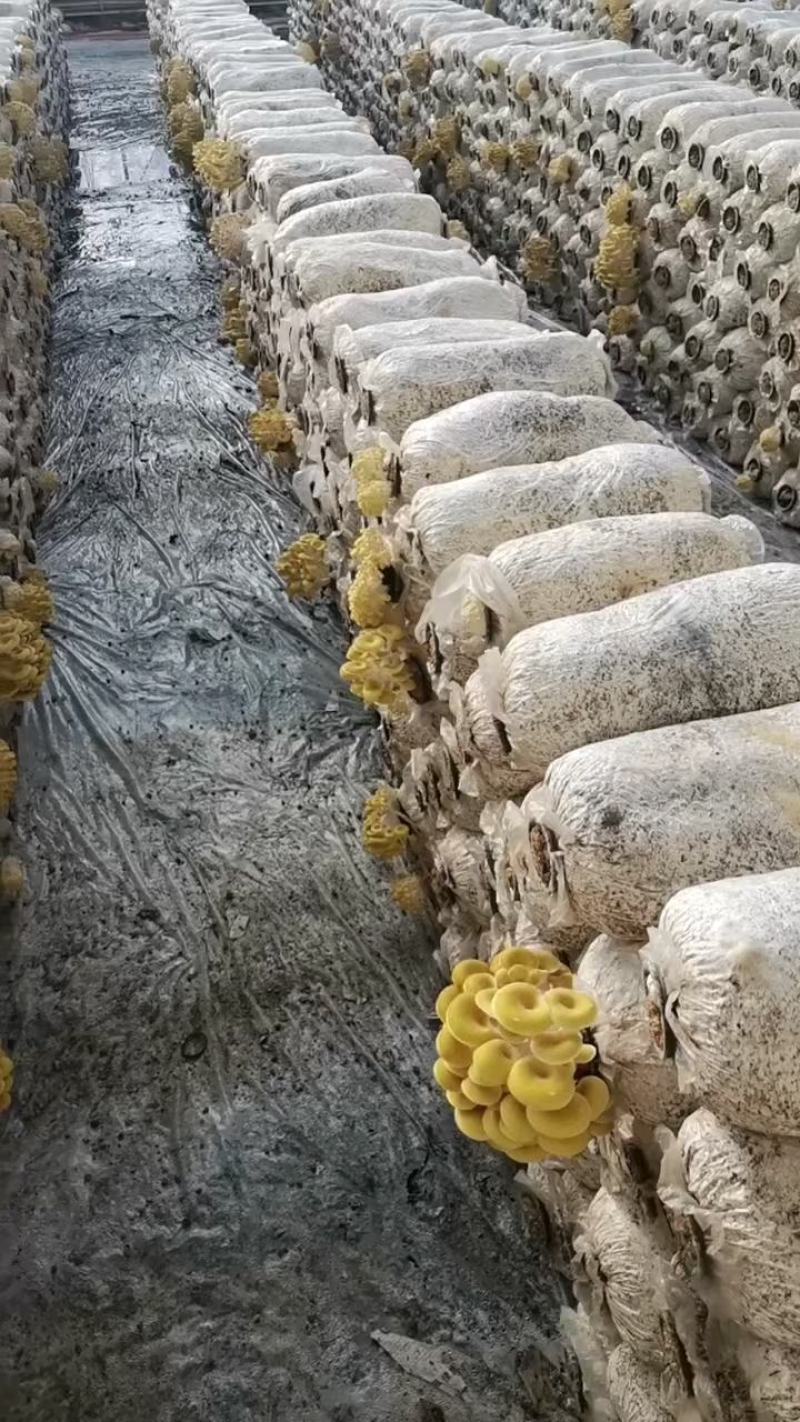 黄金菇