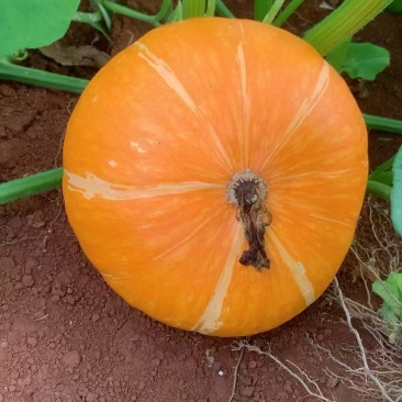红瓜