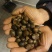 父母采摘油茶籽已经完全晒干，900斤，野生，出油量高！