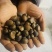 父母采摘油茶籽已经完全晒干，900斤，野生，出油量高！