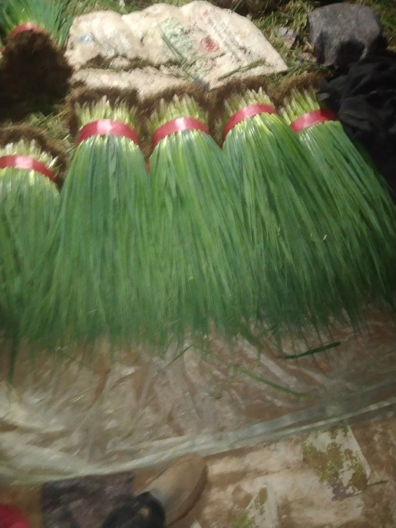 小香葱小刚葱