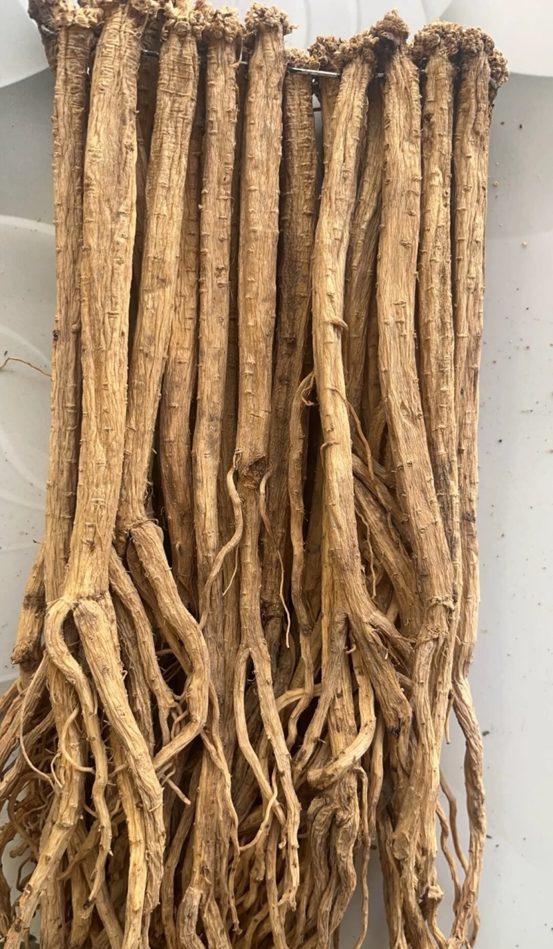黄党参特大条