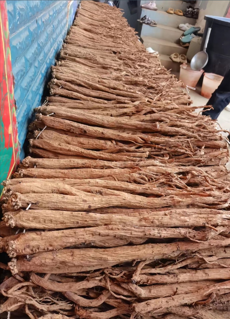 黄党参特大条