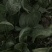 河南大棚芹菜生菜菠菜后续还有西瓜