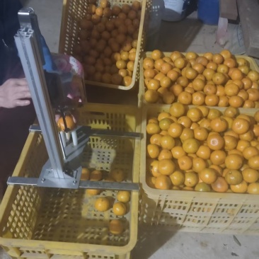 茶枝柑果皮（陈皮新皮）