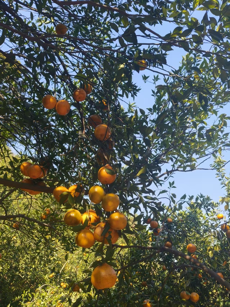浦老茶枝柑陈皮