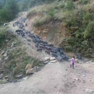 正品跑山猪