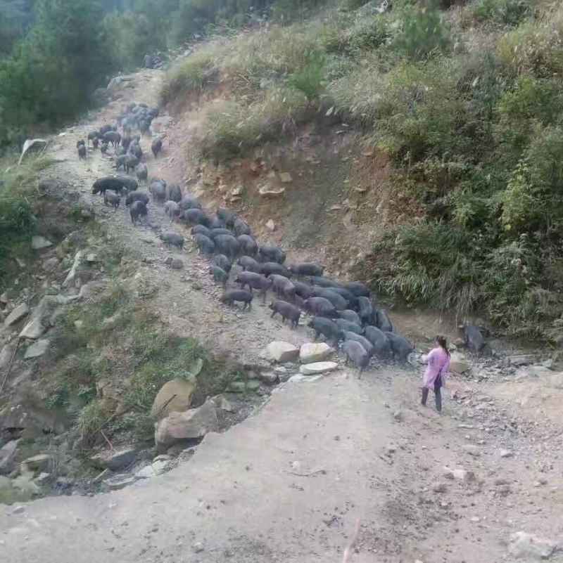 正品跑山猪