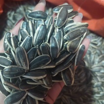 六吨363葵花籽，千粒200高炒机选货！