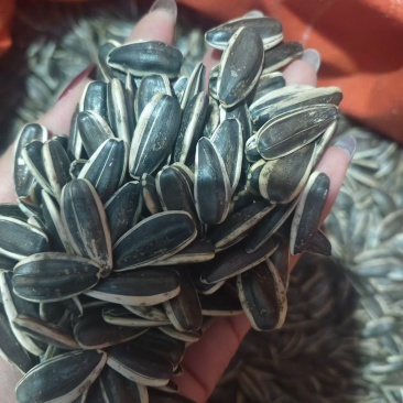 六吨363葵花籽，千粒200高炒机选货！