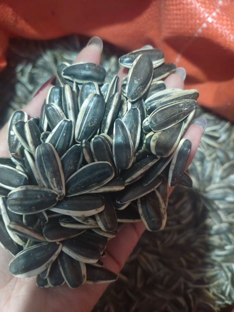 六吨363葵花籽，千粒200高炒机选货！