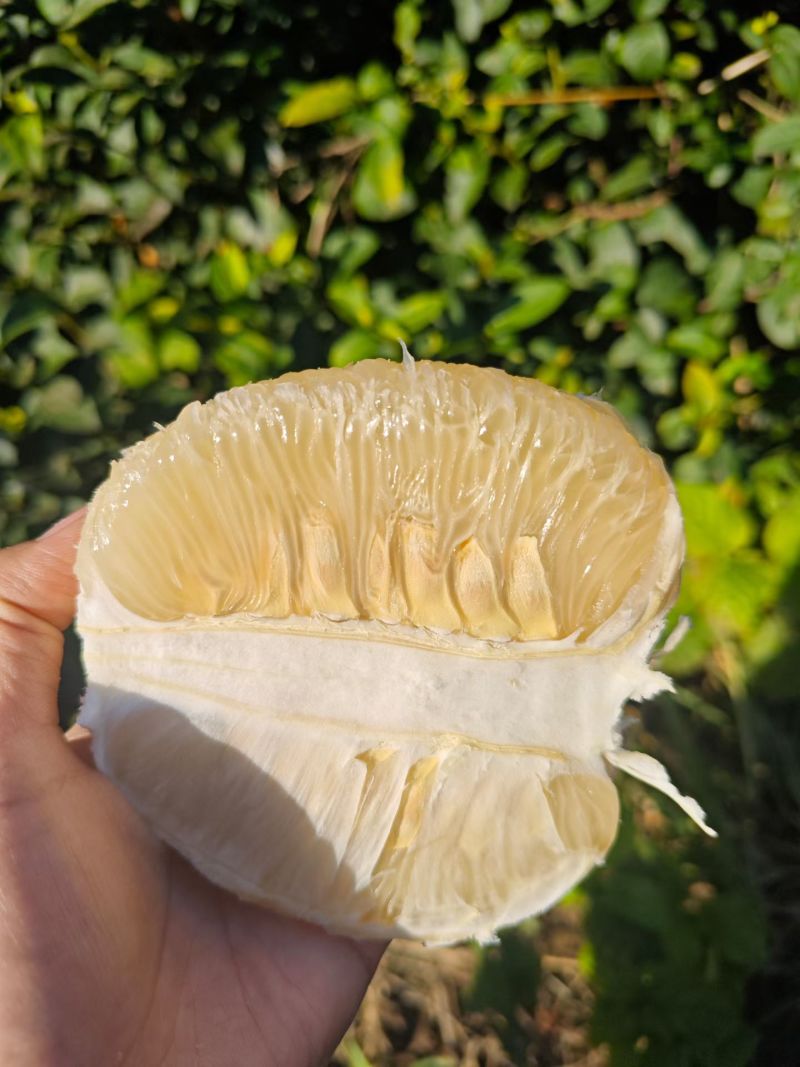 永州江永粗石江老树香柚