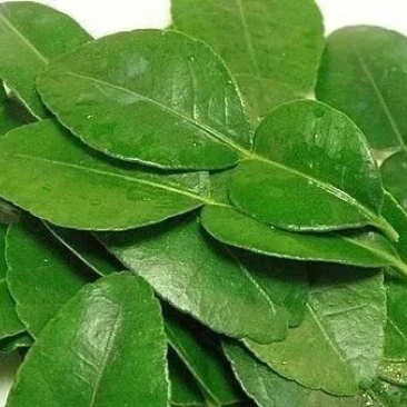 新鲜柠檬叶