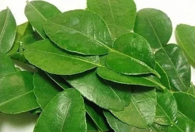 新鲜柠檬叶