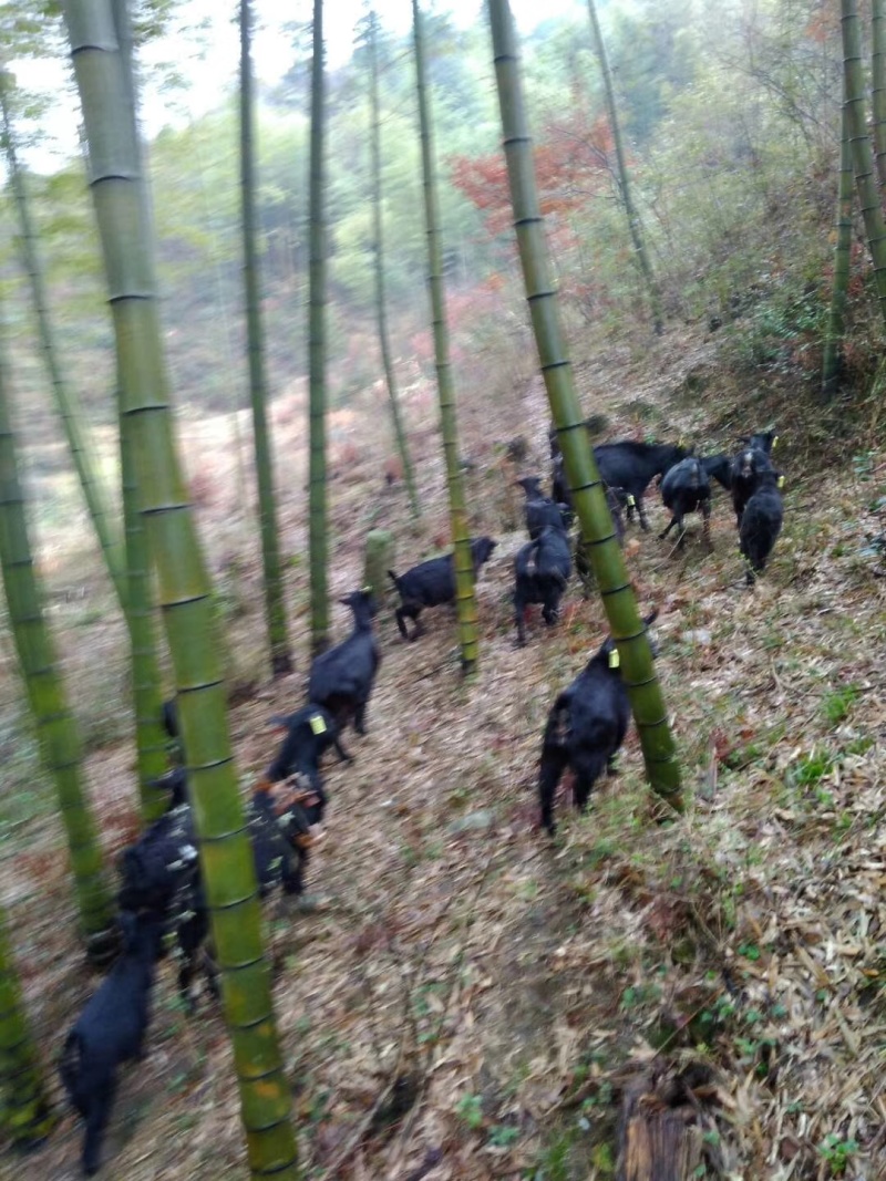 幕阜山本土农民散养黑山羊，纯吃草和树叶树皮树根22一斤