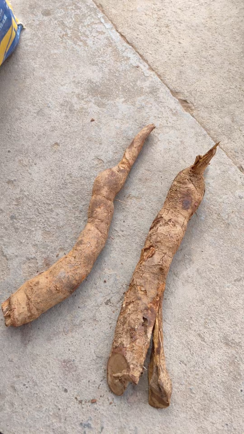 纯野生的乌药