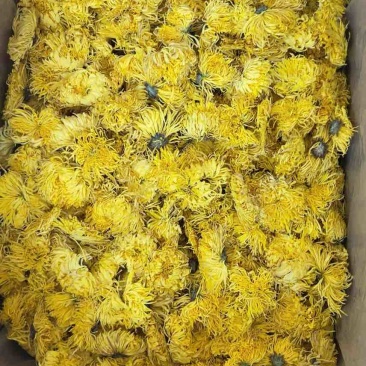 金丝皇菊