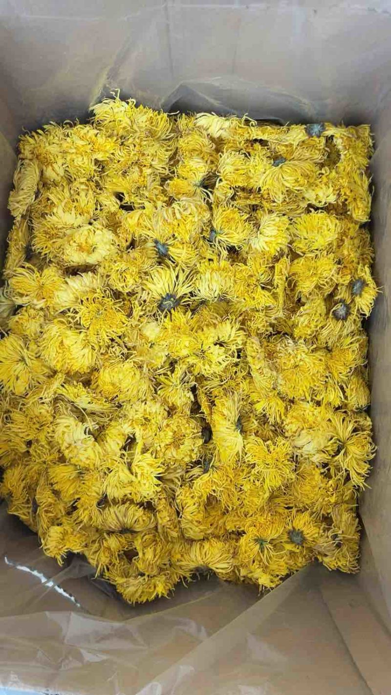 金丝皇菊