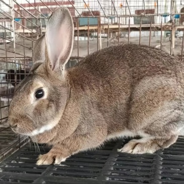 肉食兔子
