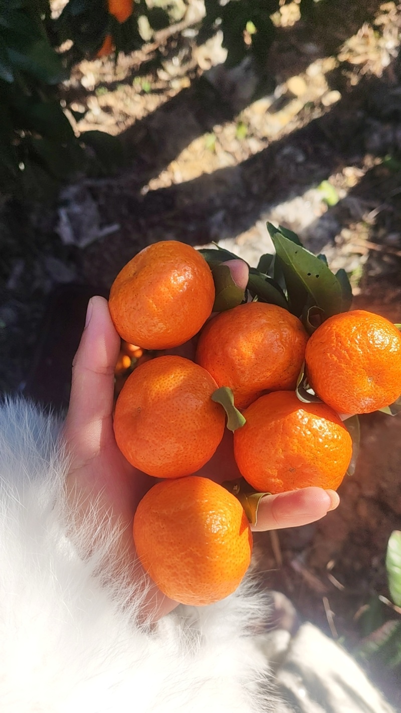 【正宗福安高山沙糖桔】无籽皮薄表皮颜色上乘产地代收质量