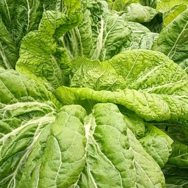 泡青菜🥬