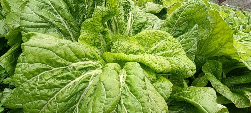 泡青菜🥬