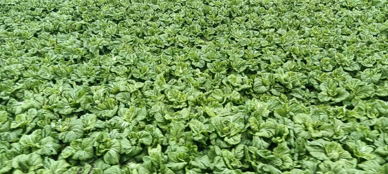 泡青菜🥬