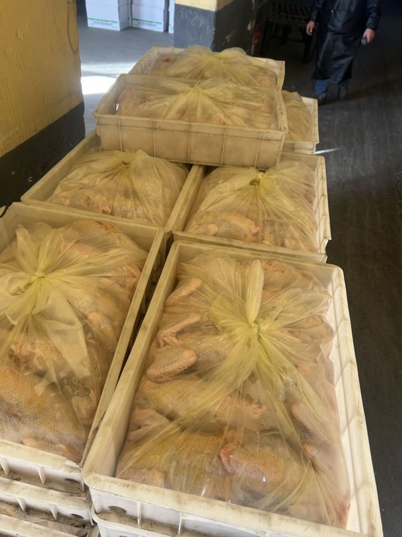 现杀淘汰老母鸡