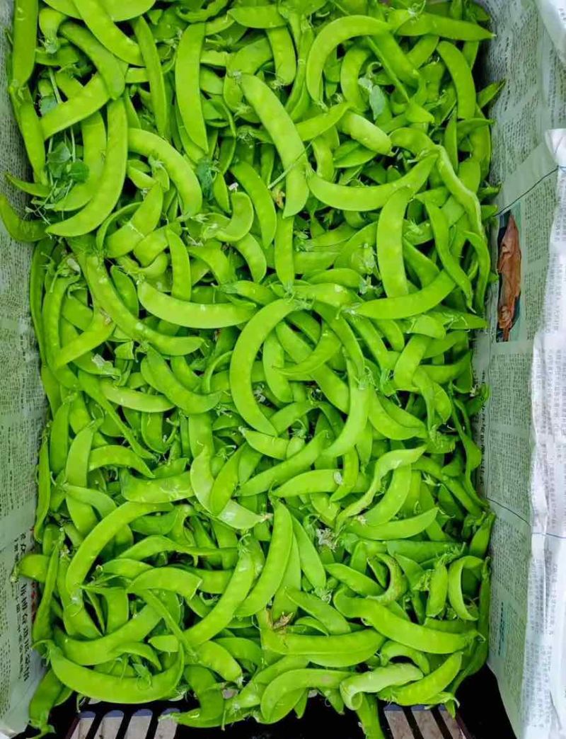 荷兰豆🫛