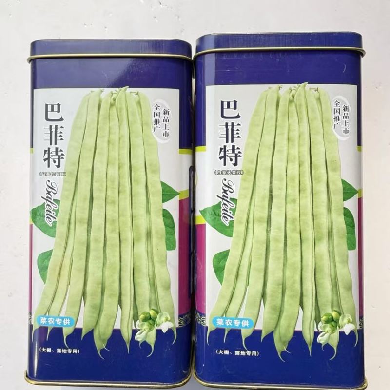 宏雨巴菲特芸豆种子大田专用