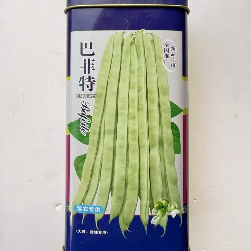宏雨巴菲特芸豆种子大田专用