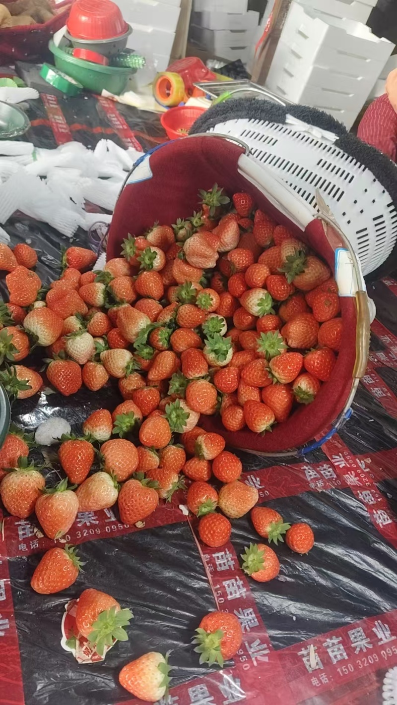 奶油草莓
