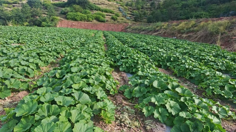 发货地云南，云南高山贝贝南瓜，粉糯香甜