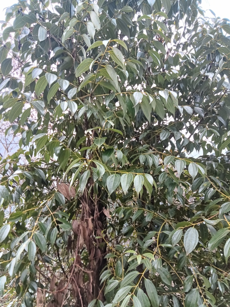 香叶