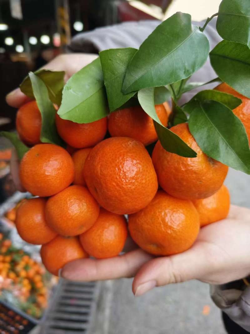 砂糖橘砂糖橘甜蜜蜜的砂糖橘中果中果
