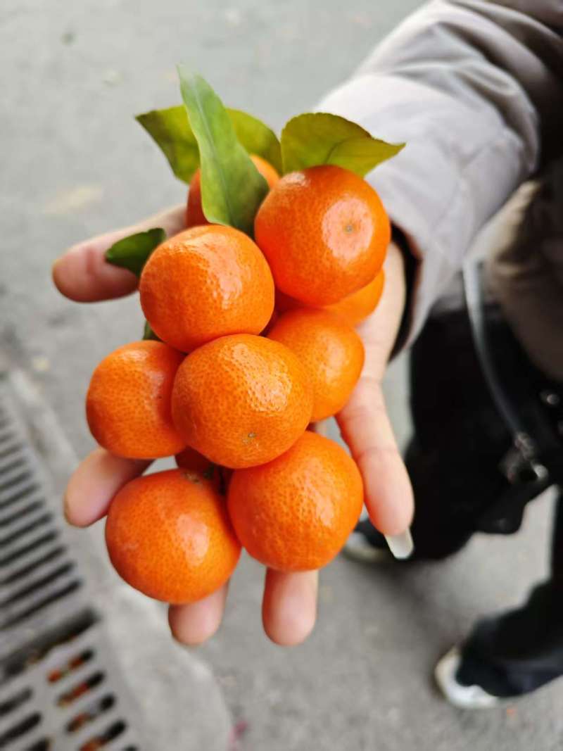 砂糖橘砂糖橘甜蜜蜜的砂糖橘中果中果