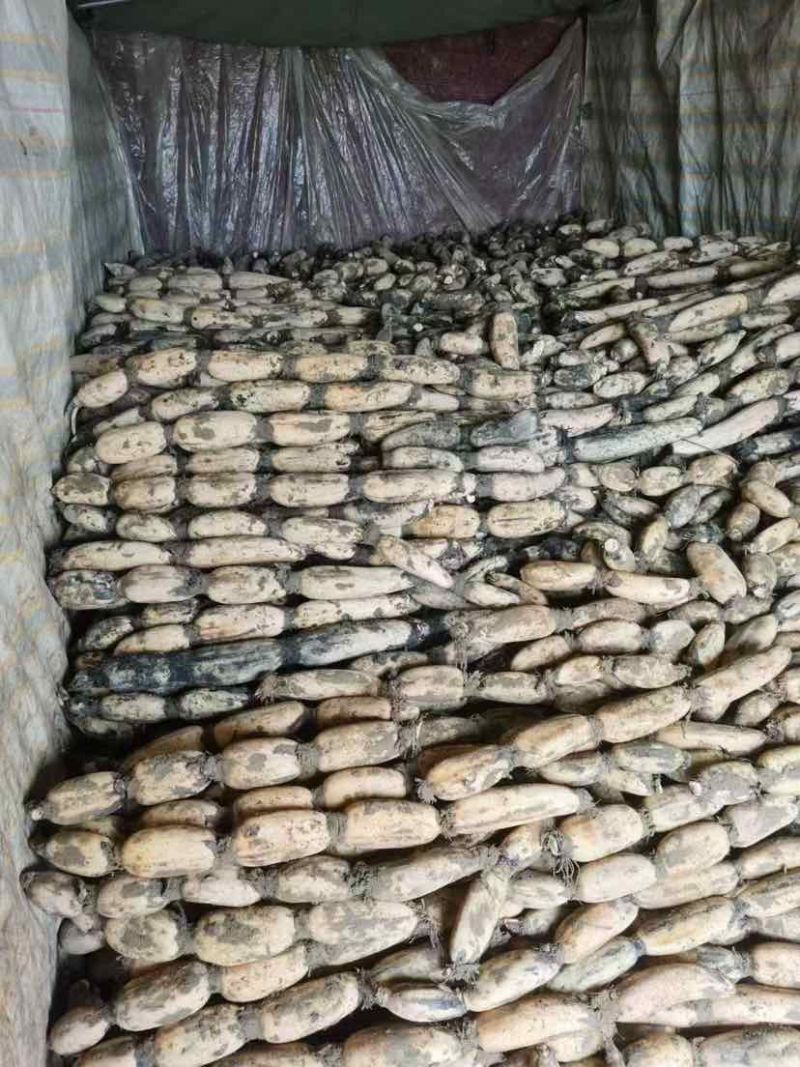 山东省菏泽市曹县万亩荷塘莲藕种植基地示范，白莲藕品质优良