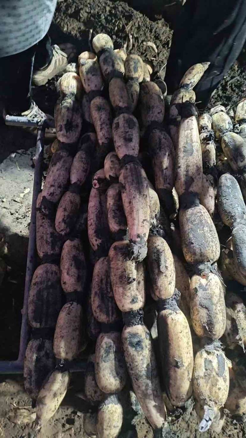 山东省菏泽市曹县万亩荷塘莲藕种植基地示范，白莲藕品质优良