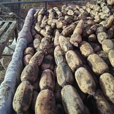 山东省菏泽市曹县万亩荷塘莲藕种植基地示范，白莲藕品质优良