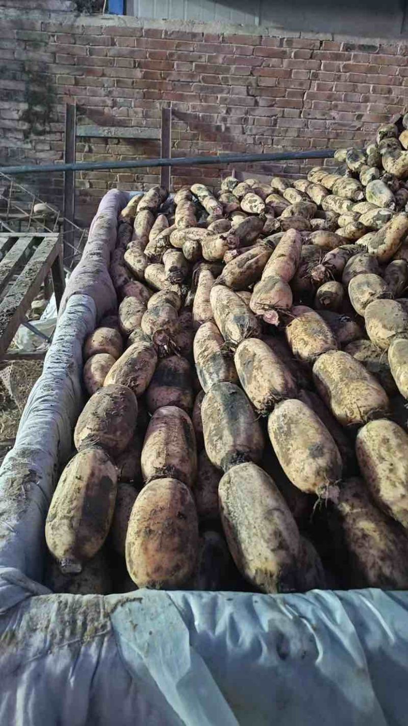 山东省菏泽市曹县万亩荷塘莲藕种植基地示范，白莲藕品质优良
