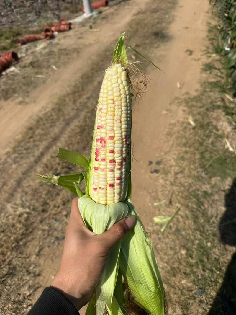鲜玉米花糯，口感细腻甜脆糯676品种，全国统一发货