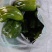 圆椒头，圆椒橛子，食堂菜，赶集菜