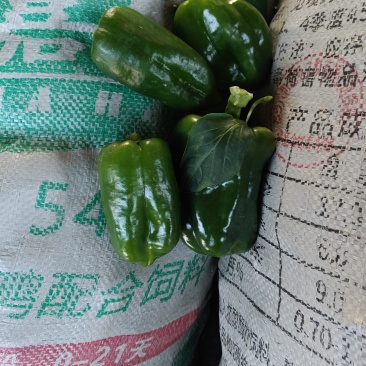 圆椒头，圆椒橛子，食堂菜，赶集菜