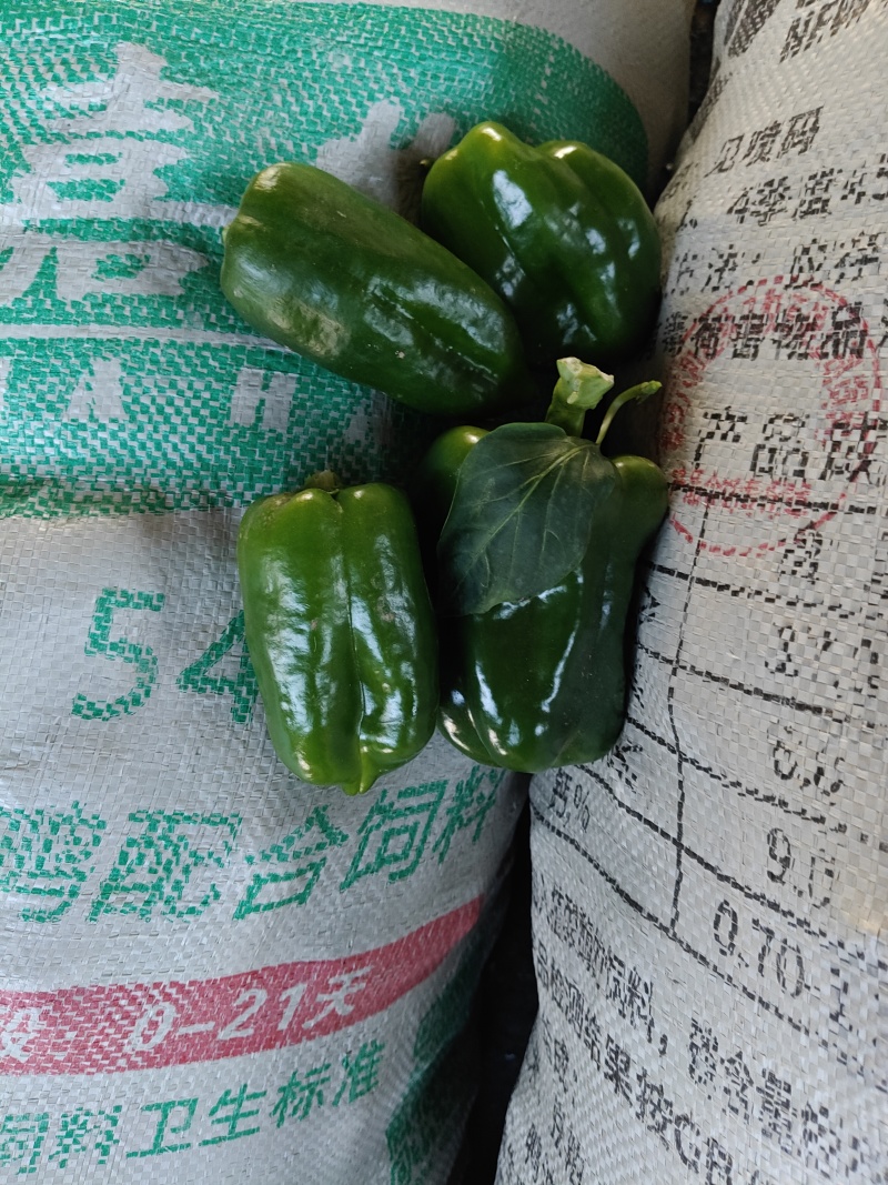 圆椒头，圆椒橛子，食堂菜，赶集菜