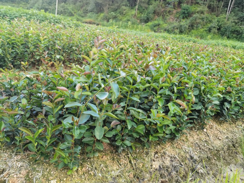 直生油茶杯苗