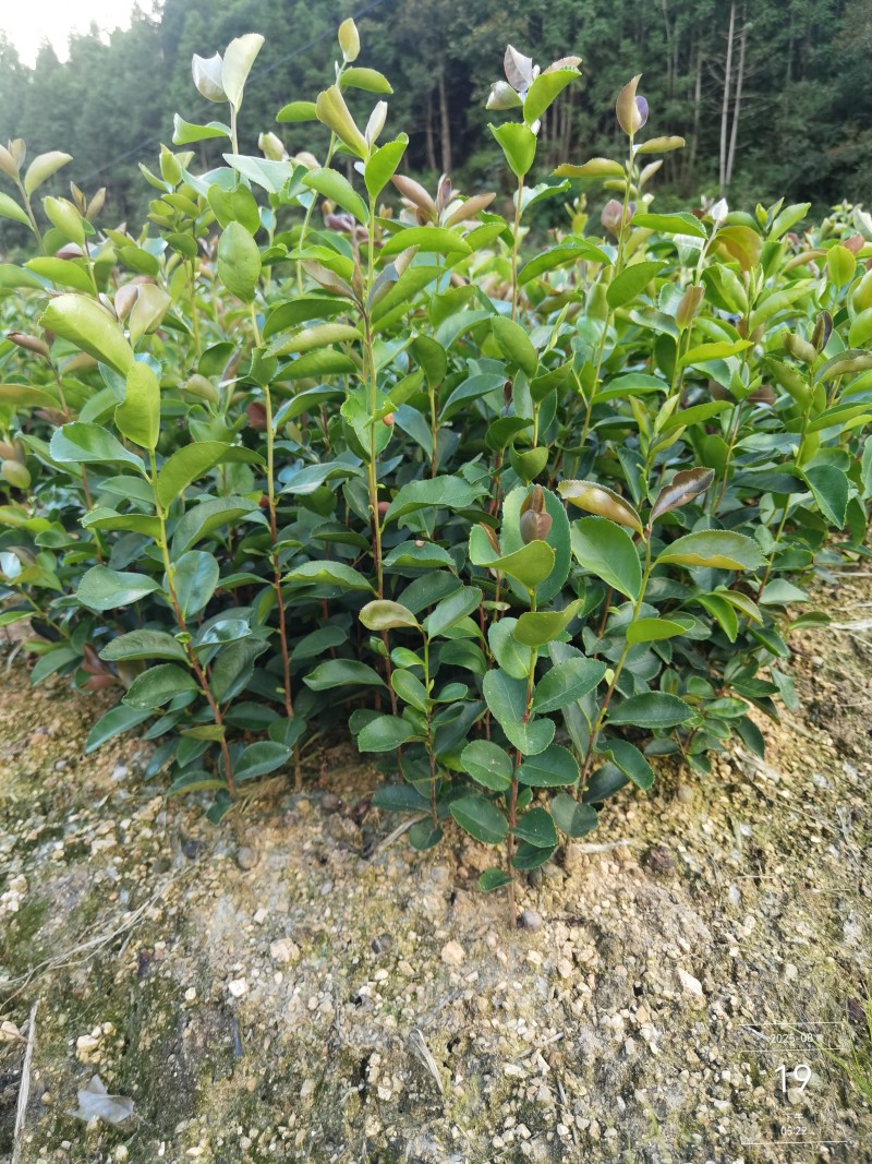 直生油茶杯苗