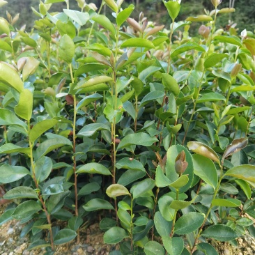 直生油茶杯苗